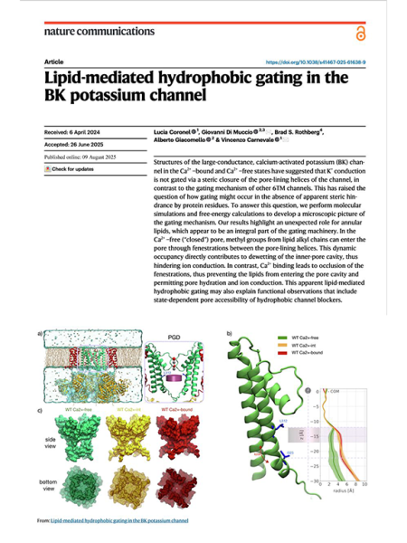 Lipid-mediated hydrophobic gating in the BK potassium channel