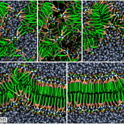 bilayer-multi-mid